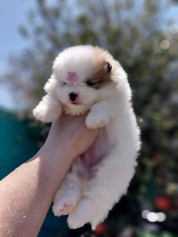 FÊMEA BRANCO E LARANJA LULU DE POMERANIA ANÃO