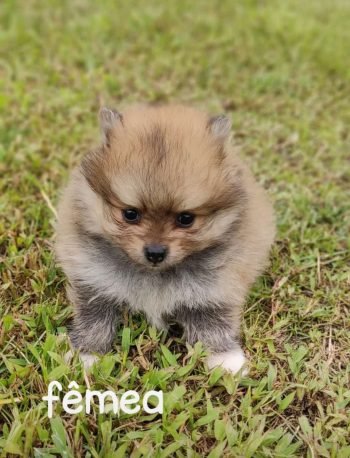 Fêmea de lulu da pomerania anão laranja em santa catarina