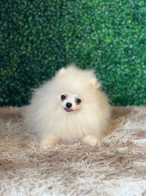 MACHO DE LULLU DA POMERANIA ANÃO BRANCO 6 MESES