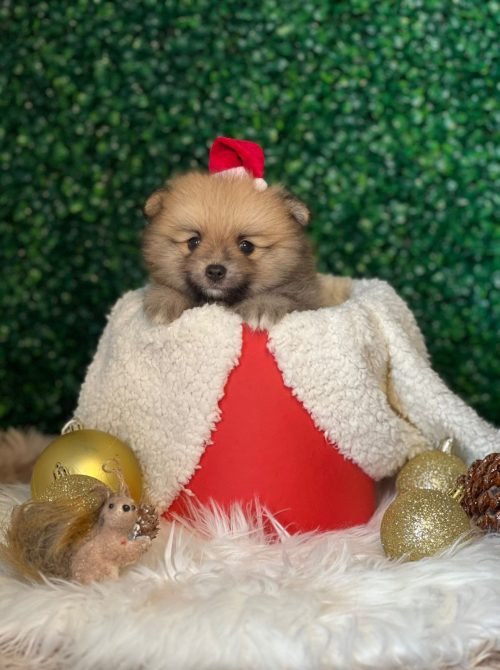 MACHO DE LULU DA POMERANIA LARANJA ANÃO