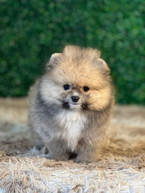 MACHO LARANJA DE SPITZ ALEMÃO ANÃO EM SANTA CATARINA